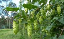 Ellerslie Hop Australia officially reopens