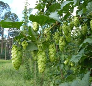 Ellerslie Hop Australia officially reopens