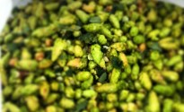 The_Hop_Harvest_is_Underway