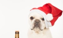 A beer for the dogs