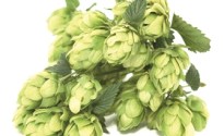 Hoppy as Funk!