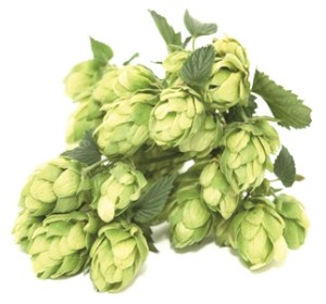 Hoppy as Funk!