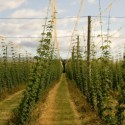 NZ CRAFT BEER SALES UP 35 PER CENT