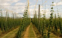Beer in New Zealand a $2.3 billion dollar industry