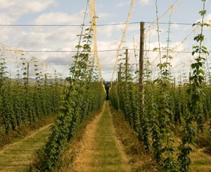 Beer in New Zealand a $2.3 billion dollar industry