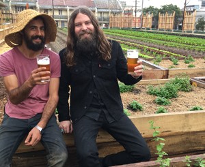 YOUNG HENRYS LAUNCHES SPICED PUMPKIN ALE