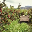 AusCider 2019 conference program announced