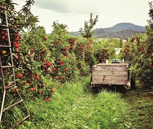 Cider Australia reveals its plans for Export Program