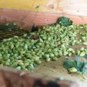 Black Hops Brewing set for expansion