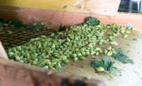 Bridge Road Brewers release annual Hop Harvest beers