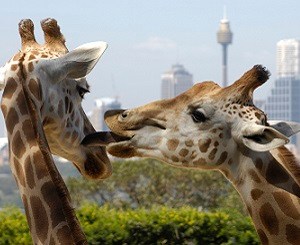 Zoo Brew Festival celebrates sustainability