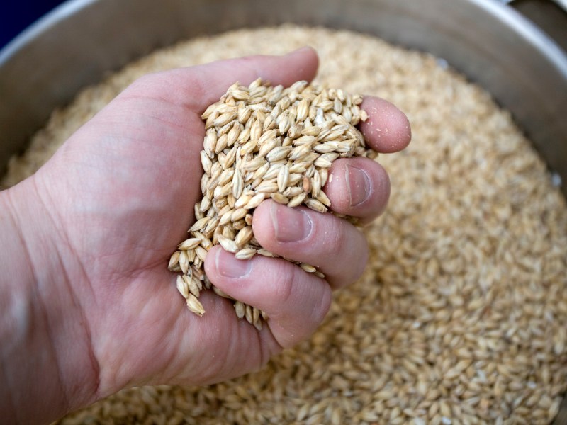 Cryer Malt