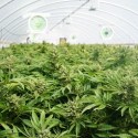 Constellation Brands buys into cannabis company