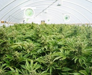 Constellation Brands buys into cannabis company