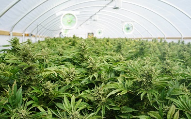 cannabis