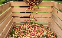 Cider Australia to launch ‘Australian Grown’ trust mark