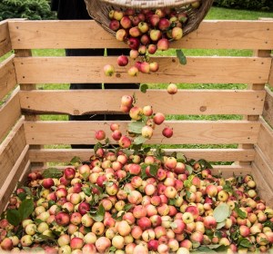 Australian Cider Awards 2019: entries open
