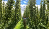 Fresh Harvest Beer Festival to use ‘wet’ hops