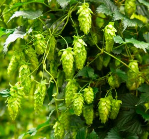 Collaboration launched to create new Kiwi hop