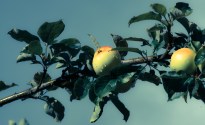 Cider Australia excited about export prospects