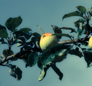 Cider Australia excited about export prospects