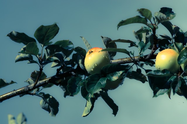 Cider Australia