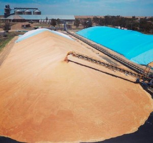 GrainCorp enjoying boost from craft brewing and distilling