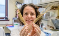 Scottish scientists unveil new ‘elite’ barley