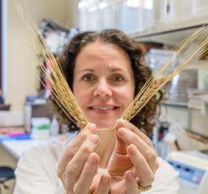 Scottish scientists unveil new ‘elite’ barley