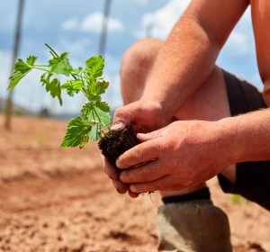 HPA plants 50 acres of hops at new Victorian farm
