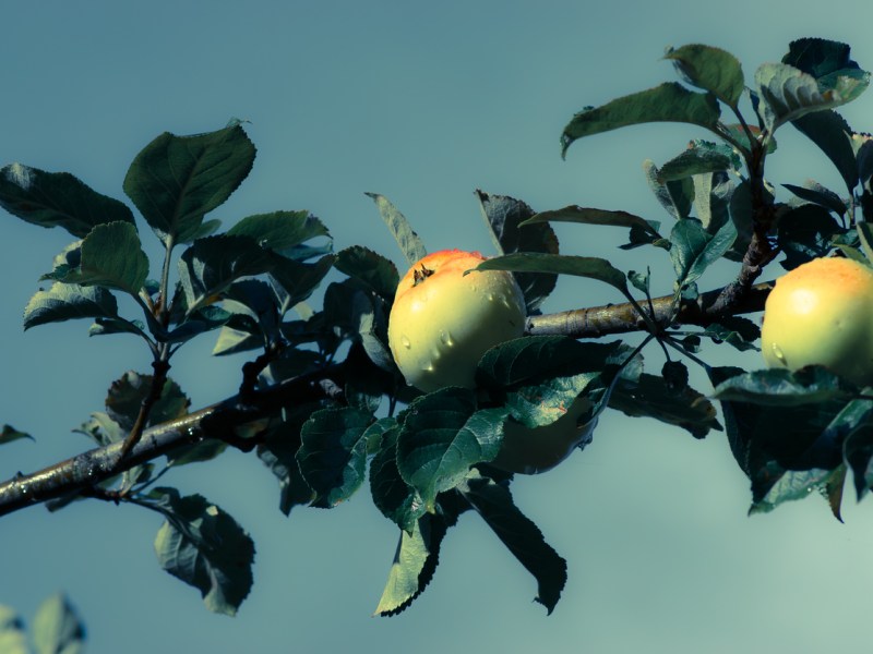 pommelier