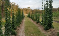 Growing hops in Queensland