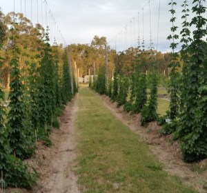 Cairns to get its first craft beer festival