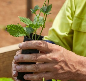 Hop Products Australia reports solid growth