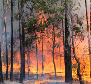 Industry rallies to support bushfire relief