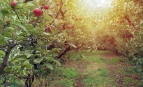 New President for Cider Australia
