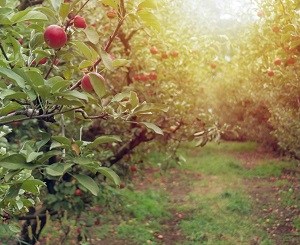 New President for Cider Australia