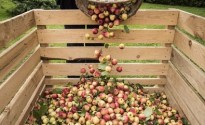 COVID-19 accelerates off-premise craft cider sales