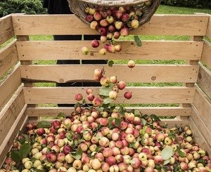 COVID-19 accelerates off-premise craft cider sales