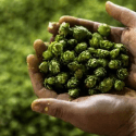 Hop Products Australia’s 2021 crop report