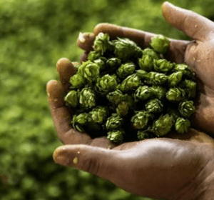 Cryer Malt’s plan to better serve breweries