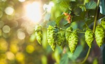 Fresh hop Kiwi beers hit supermarket shelves