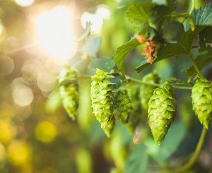 Fresh hop Kiwi beers hit supermarket shelves