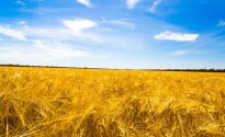 Malt: ‘the next big thing’ in beer