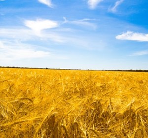 Malt: ‘the next big thing’ in beer