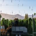 HPA reap biggest hop harvest in a decade