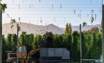 HPA reap biggest hop harvest in a decade