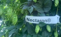 Nectaron® makes a US top 5 hop list in its first year of release