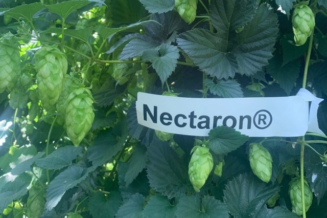 Nectaron® makes a US top 5 hop list in its first year of release