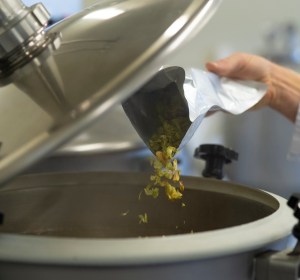NZ Hops launch trial variety programme